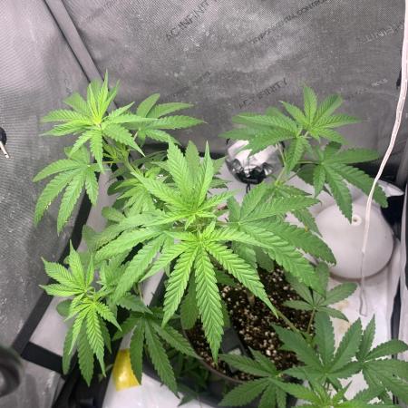 Gorilla Girl F1