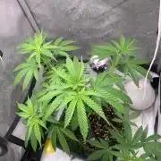 Gorilla Girl F1