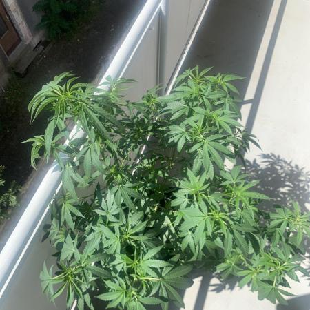 Studio Cherry Outdoor Grow