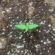 SuperBoof Auto