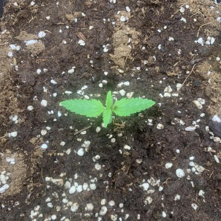 SuperBoof Auto