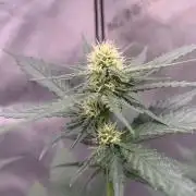 Gorilla Girl F1