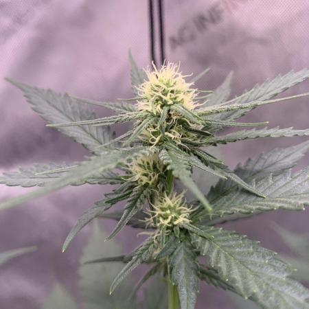 Gorilla Girl F1