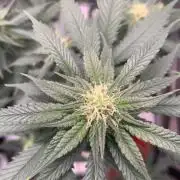 Gorilla Girl F1