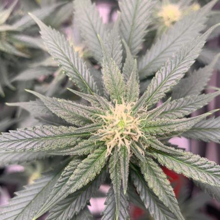 Gorilla Girl F1