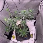 Gorilla Girl F1