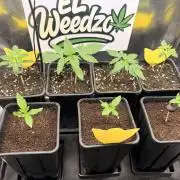 Rainbow Zangria x Dantes Wrath EL_Weedzo