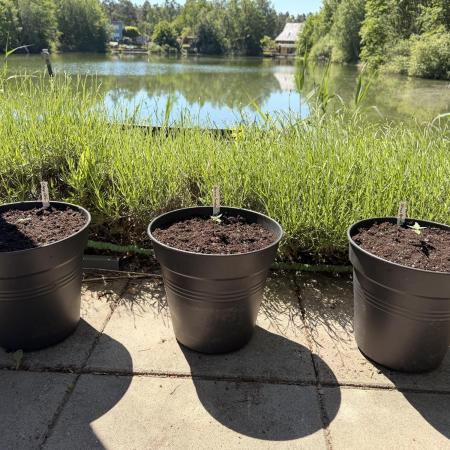 FastBuds (Autos) easy Outdoor