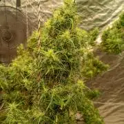 Kerala chelakutti india.