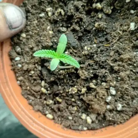 freaks auto frosty's