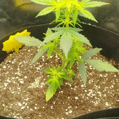 1. fast Buds Auto