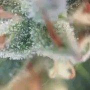 1. Ganja Farmer Auto