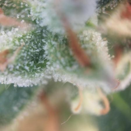 1. Ganja Farmer Auto