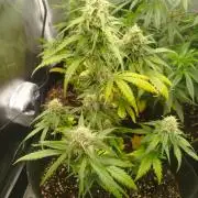 1. Ganja Farmer Auto