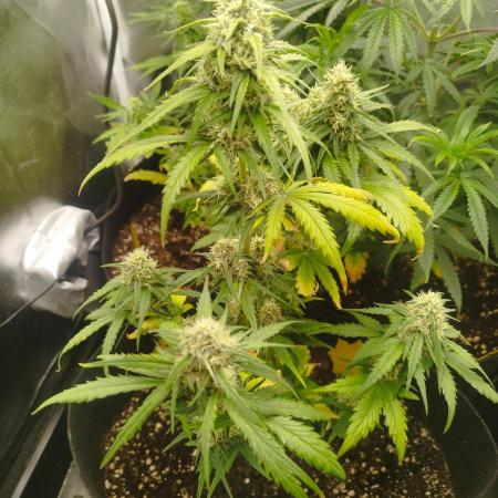 1. Ganja Farmer Auto