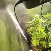 1. fast Buds Auto