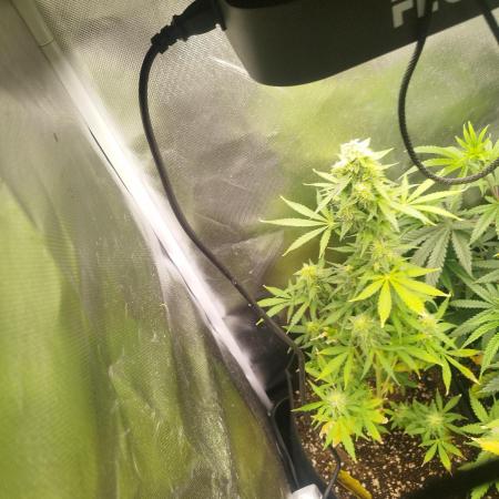 1. fast Buds Auto