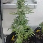 1. fast Buds Auto