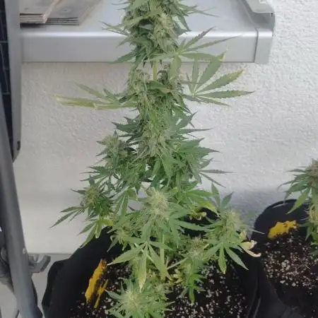 1. fast Buds Auto