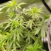 exotic seed photo