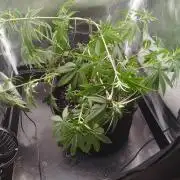 exotic seed photo