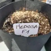 Medusa F1 auto outdoor