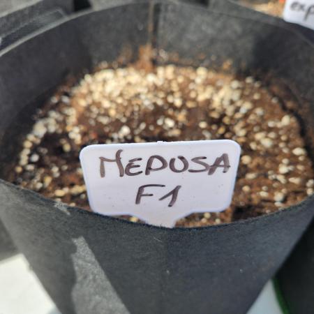 Medusa F1 auto outdoor