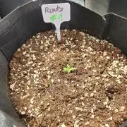 Forbidden runtz XL auto outdoor