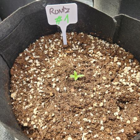 Forbidden runtz XL auto outdoor