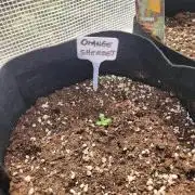 Orange sherbet auto outdoor