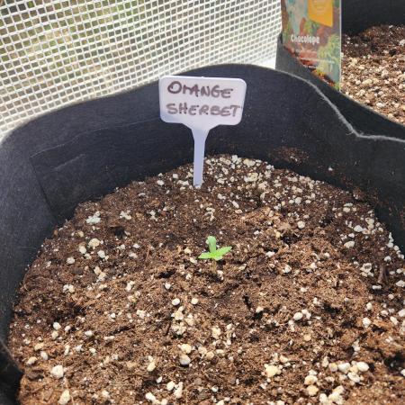 Orange sherbet auto outdoor