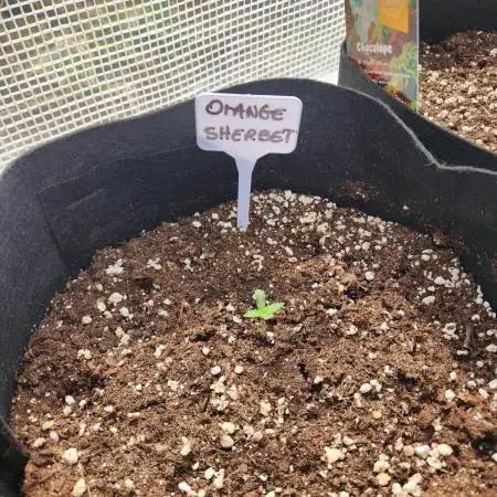 Orange sherbet auto outdoor