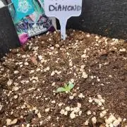 Black diamond auto outdoor
