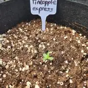 Pineapple Express F1 auto outdoor