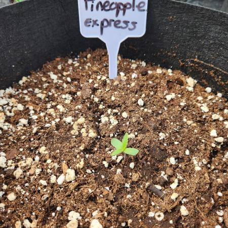 Pineapple Express F1 auto outdoor