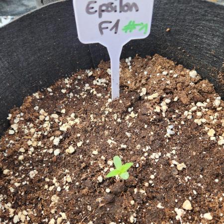 Epsilon F1 auto outdoor