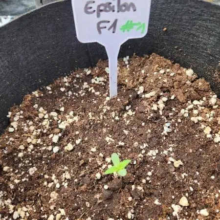 Epsilon F1 auto outdoor