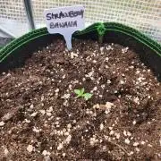 Strawberry banana auto outdoor