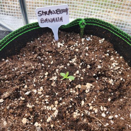 Strawberry banana auto outdoor