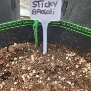 Sticky Broccoli auto outdoor