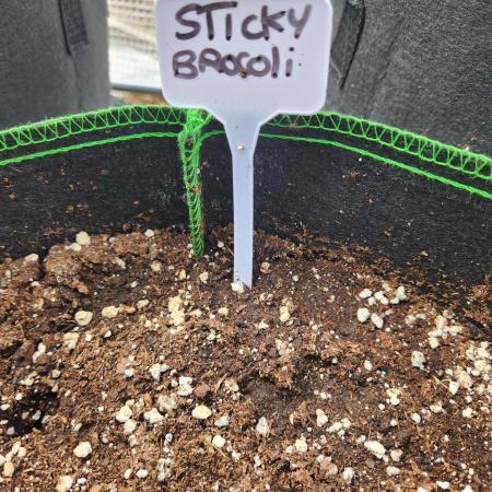 Sticky Broccoli auto outdoor