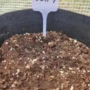 GG#4 auto Outdoor