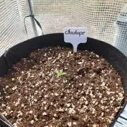 Chocolope auto outdoor
