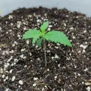 Gorilla Z Auto - Fast Buds 2x