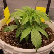 Gorilla Z Auto - Fast Buds 2x