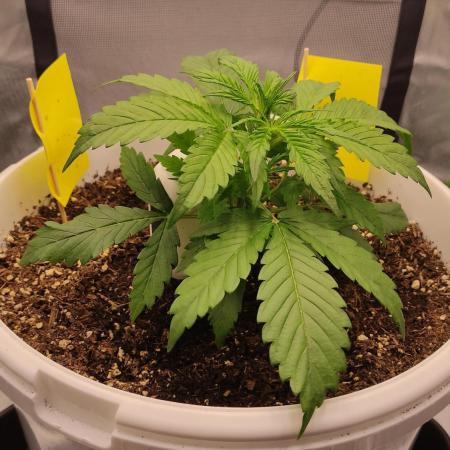 Gorilla Z Auto - Fast Buds 2x