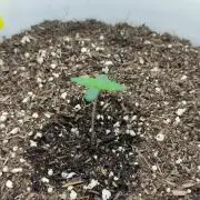 Gorilla Z Auto - Fast Buds 2x