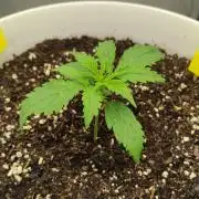 Gorilla Z Auto - Fast Buds 2x