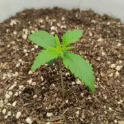 Gorilla Z Auto - Fast Buds 2x
