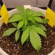 Gorilla Z Auto - Fast Buds 2x